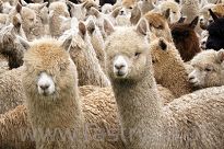 Baby Alpaka  023 jasne bordo - 4